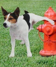 dog-fire-hydrant-11-14-11-1