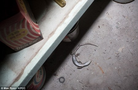 Ο τελευταίος ένοικος: μια νεκρή σαύρα στο πάτωμα του ξεχασμένου καταφύγιου.