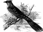 image24-cuckoo