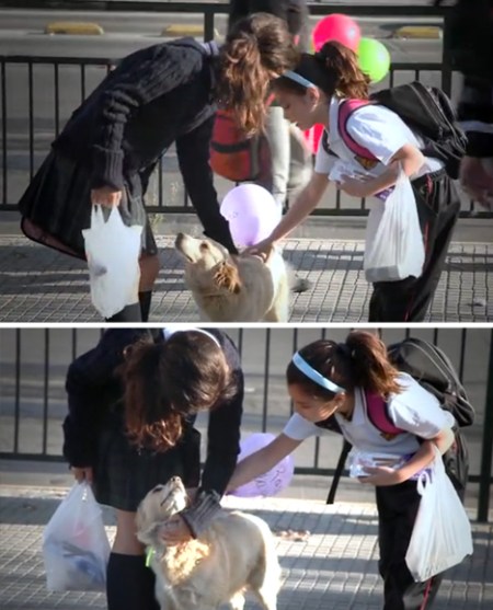 homeless-stray-dog-project