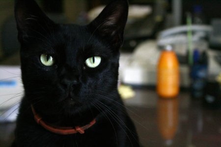 Γιώργος Τσακνιάς, «Ο Ριρής, εργαζόμενος στο Ελληνικό Λογοτεχνικό και Ιστορικό Αρχείο», 30.7.2010.