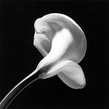 1_Robert_Mapplethorpe_Calla_Lily_1984