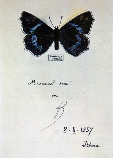 butterfly8