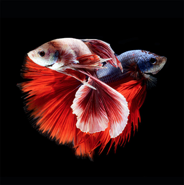 Betta Splendens