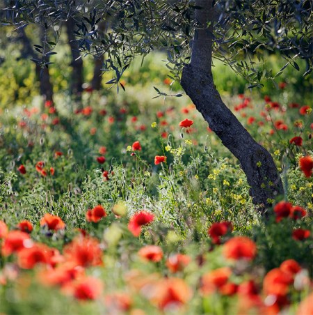 Martin Rak Olive_Grove