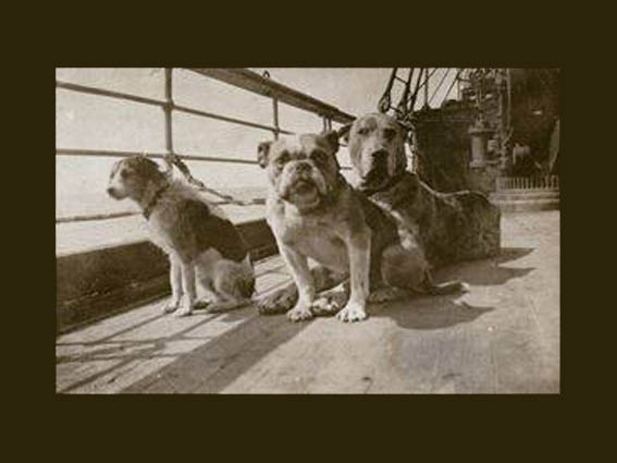 Τα σκυλιά του&nbsp;Τιτανικού