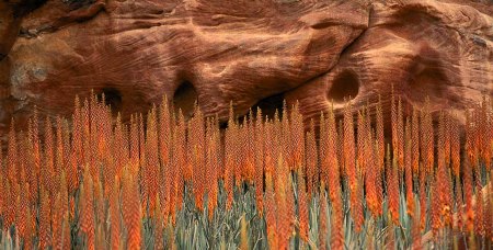 petra_wildflowers__petra__jordan__1998