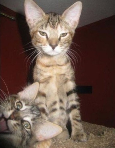 animal-photobombs-27