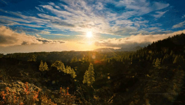 Ζωντανή φύση