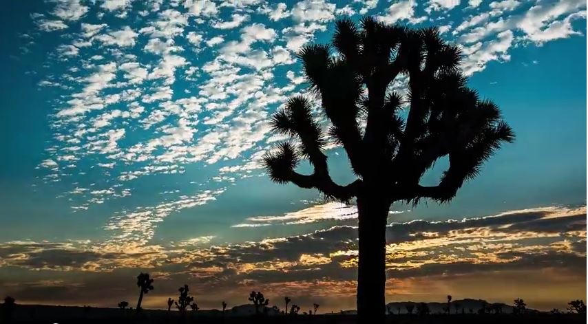 Joshua Tree