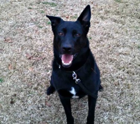 police-dog-fired-lazy-fred