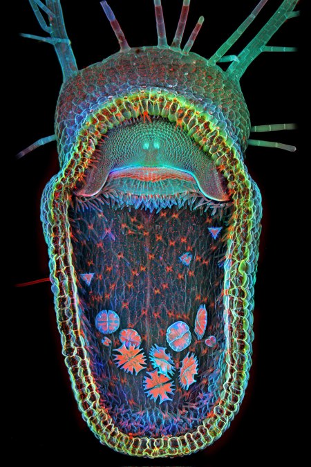 2013-1-siwanowicz-carnivorous-bladderwort