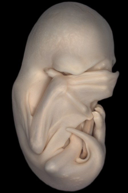 2013-2-hockman-bat-embryo1