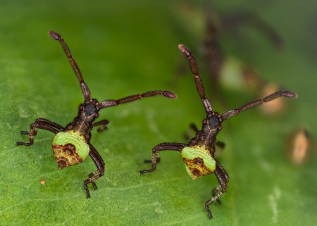 2013-6-wirz-brother-bugs-gonocerus_acuteangulatus-large-file