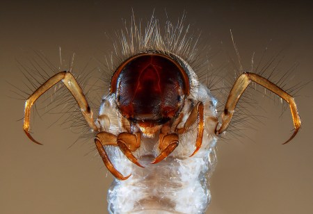 2013-9-parais-sericostoma-23mb