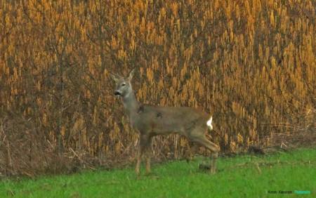 10005906_10203259181710145_541778602_o