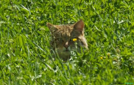 10010098_10203513009935692_2534165238246316913_o