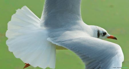 1417735_10202292455342590_1274268444_o