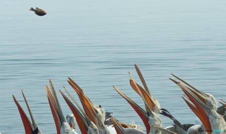 1502437_10202842940424373_1994419233_o