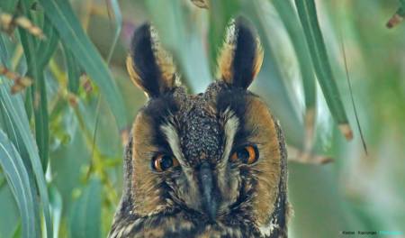 1799882_10203169291782953_733854292_o