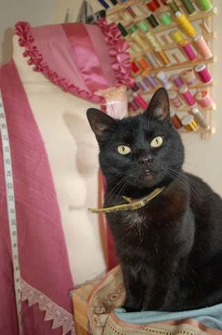 Millie the cat at the Watermill theatre