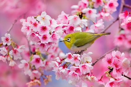 cherry-blossom-sakura-6