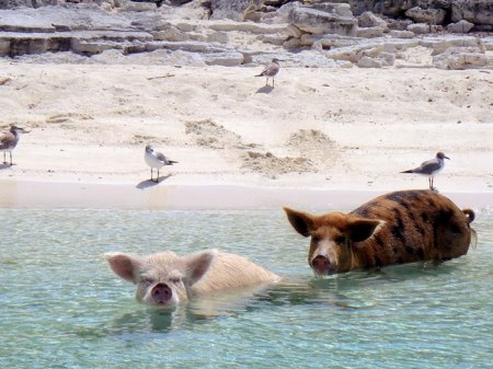 swimming_pigs_03