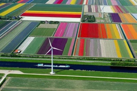 17-Tulip Fields - The Netherlands