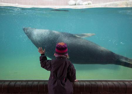 Lost-Behind-Bars-Photos-Zoo-Animals-Elias-Hassos-10