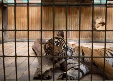 Lost-Behind-Bars-Photos-Zoo-Animals-Elias-Hassos-13