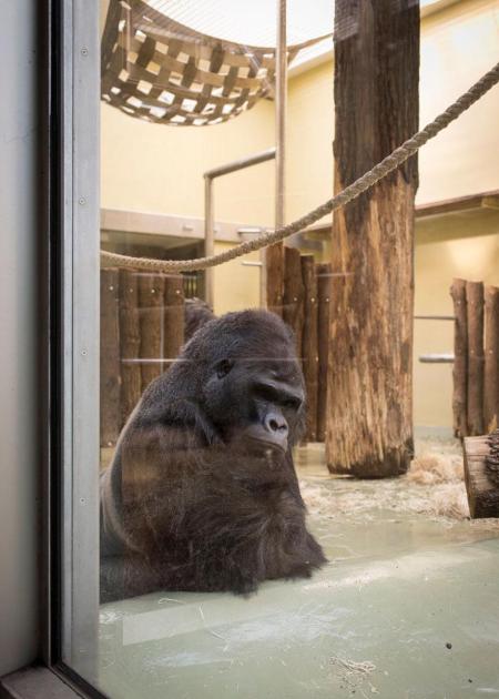 Lost-Behind-Bars-Photos-Zoo-Animals-Elias-Hassos-2