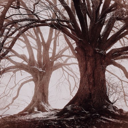 54-mariko-klug-3rdtrees