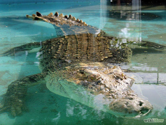 Άγρια σκέψη