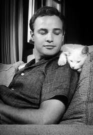 brando-cat