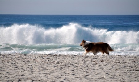 chula_wave_carmel-by-the-sea