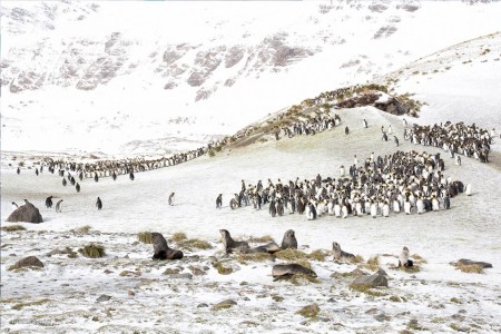 King-Penguins-and-Fur-Seals-1240x827-fbe1fe