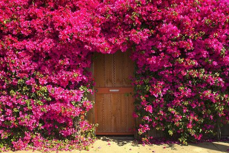 Unknown Garden Door