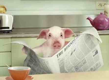 funny-pig-reading-newspaper-445x326