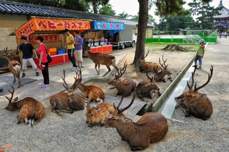 nara-deer-12