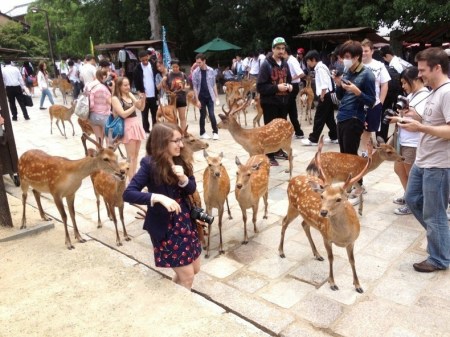 nara-deer-32