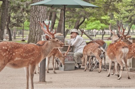 nara-deer-52
