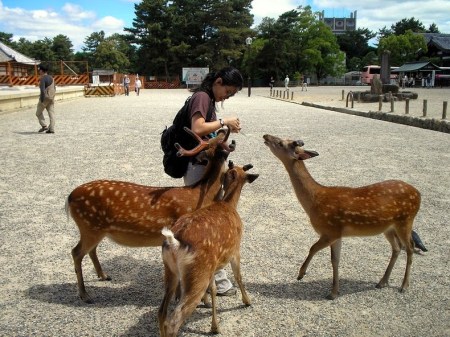 nara-deer-72