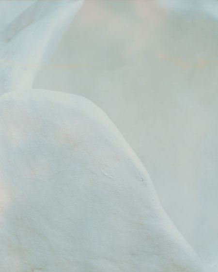 2Samantha_Friend_Shell-2014