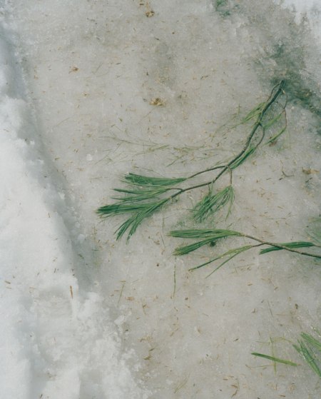 6Samantha_Friend_Pine-2014