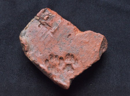 fragment-Roman-animal-print