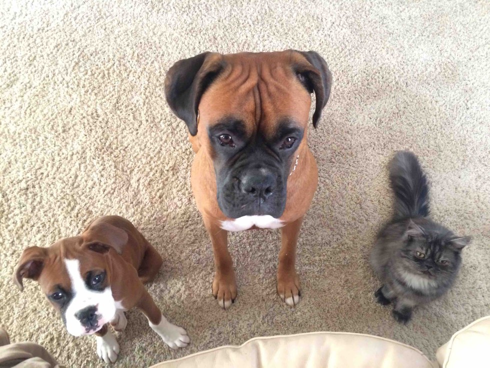 Όσα μας έμαθαν οι&nbsp;σκύλοι