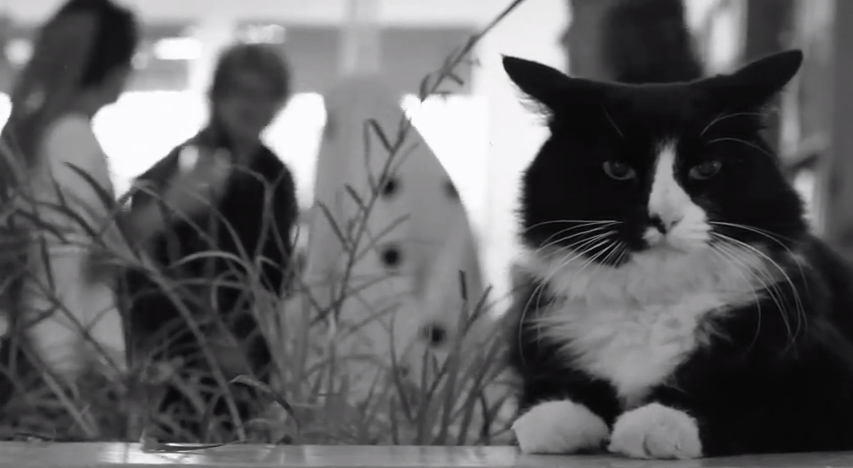 Γατιά εναντίον μεταμφιέσεων