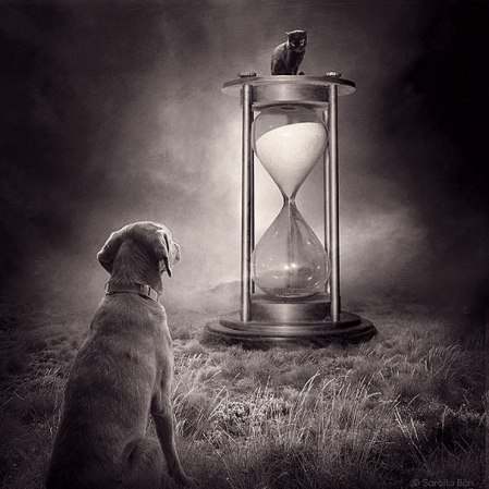 surreal-photoshop-images-shelter-animals-sarolta-ban-10