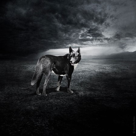 surreal-photoshop-images-shelter-animals-sarolta-ban-2