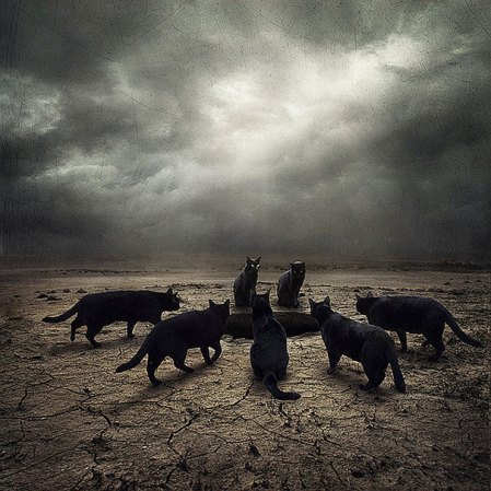 surreal-photoshop-images-shelter-animals-sarolta-ban-6